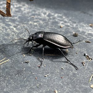 Carabus nemoralis