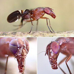 Common picture-winged fly, Delphinia picta