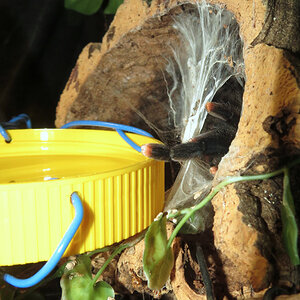 Mine (♀ Avicularia avicularia 5")