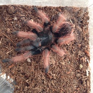 Brachypelma klaasi juvenile.jpeg