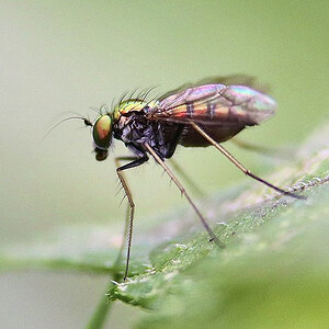 Dolicopodid Long-legged fly, Condylostylus sp.