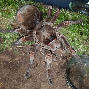 01 Theraphosa Stirmi