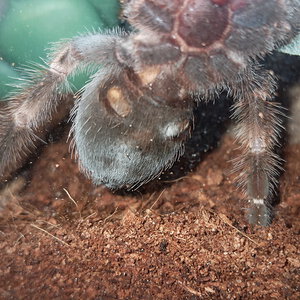 Brachypelma_hamorii.jpg