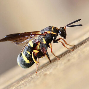 Leucospis affinis, northeastern leucospid