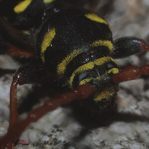 Plagionotus arcuatus - wasp mimic longhorn beetle 2