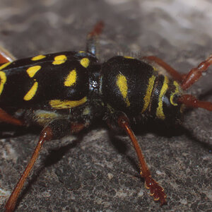 Plagionotus arcuatus - wasp mimic longhorn beetle 1