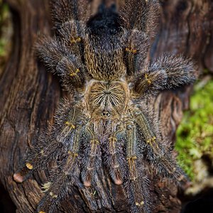 Avicularia rufa