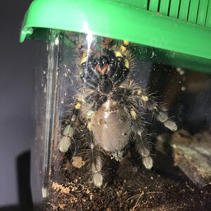 Poecilotheria ornata.jpg