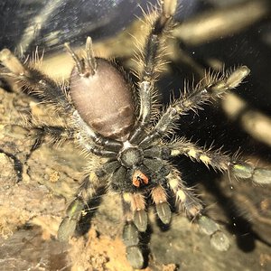 poecilotheria ornata.jpg