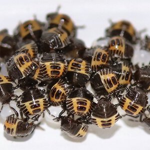Neonate brown marmorated stink bug nymphs, Halyomorpha halys