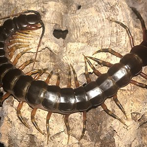 7”-7.25” Male Scolopendra galapagoensis (Darwin’s Goliath Centipede)