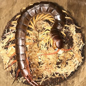 6”+ Scolopendra dehaani “Thai Yellow Legs” (Thai Giant Centipede)