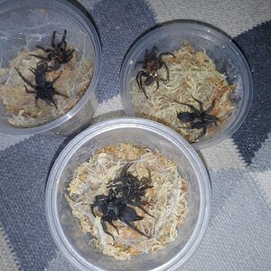 Synchronised molt cycles