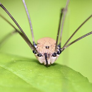 Cf Leiobunum sp. of harvestman