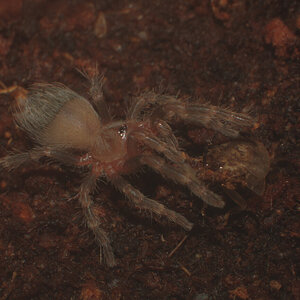 A.Geniculata sling touch