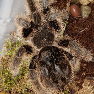 Tliltocatl Albopilosus, Suspect Female