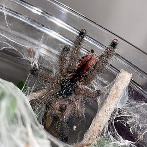 Avicularia sp. “Kwitara” 2in.