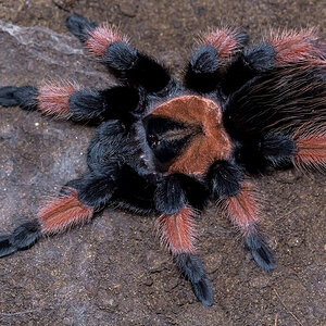 Brachypelma emilia