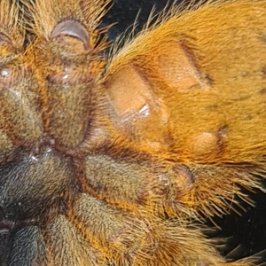 OBT