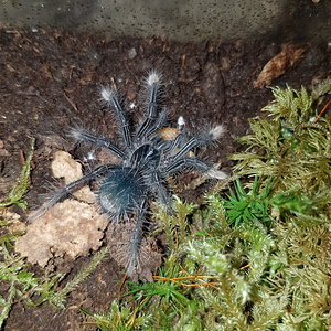 Theraphosa Apophysis L2