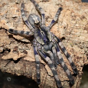 0.1 Poecilotheria formosa