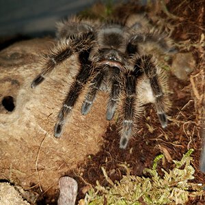 Tliltocatl Albopilosus - Corduroy