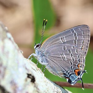 Banded hairstreak, Satyrium calanus