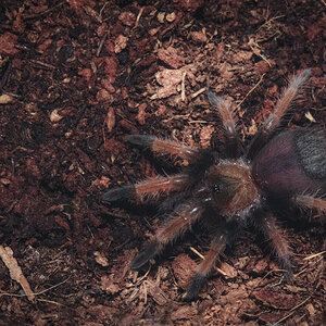 Brachypelma emilia - 1.25 inch