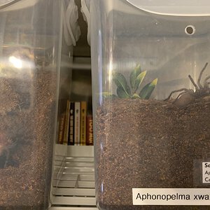 Synchronized Aphonopelma xwalxwal