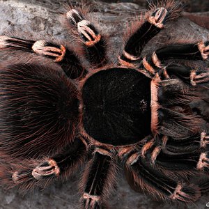 Acanthoscurria geniculata.