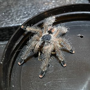 Avicularia sp. “Kwitara”.