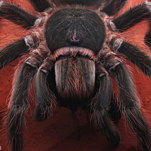 Acanthoscurria cf. chacoana.