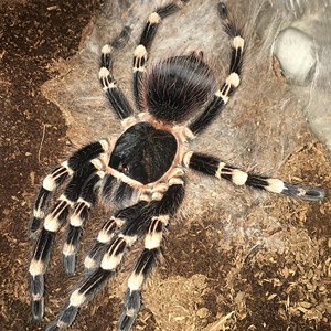 0.1 A. geniculata