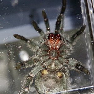 G. pulchra, male or female?