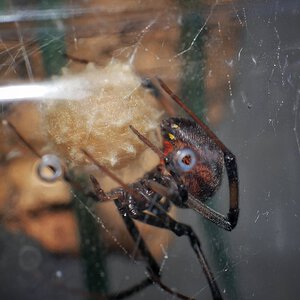 L geometricus with eggsac