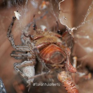 Spider that caught a bee