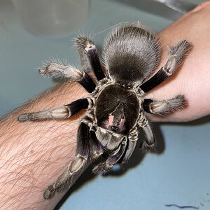 Pamphobeteus ultramarinus - adult female