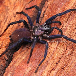 Linothele sp. "Purple Carapace".