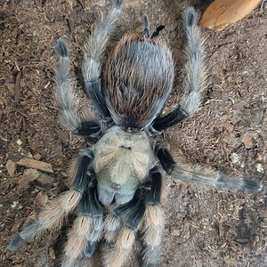 Unknown Aphonopelma spp.