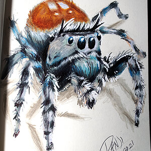 Phidippus adumbratus