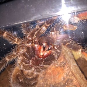 lasiodora parahybana