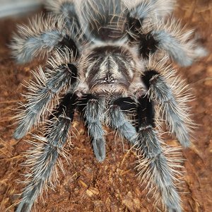 [Male] Tliltcoatl Albopilosus (T-bone)