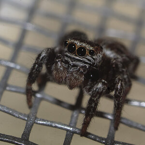 Jumping spider