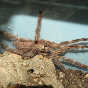 All Grown Up (♂ Poecilotheria regalis 6") [1/2]