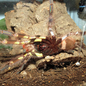 All Grown Up (♂ Poecilotheria regalis 6") [2/2]