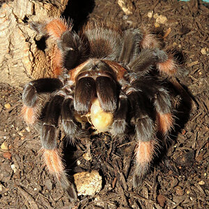 Glutton (♀ Brachypelma emilia 5") [2/3]