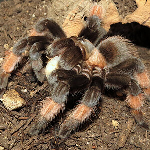 Glutton (♀ Brachypelma emilia 5") [3/3]