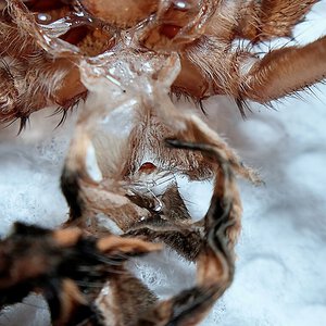 Hapalopus sp. Colombia Large