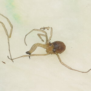 Oskoron spinosus