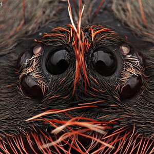 Avicularia rufa.